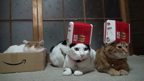 Food cats GIF